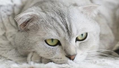 开云体育官网下载-足球教育：青训体系对联赛水平的影响，足球青训项目